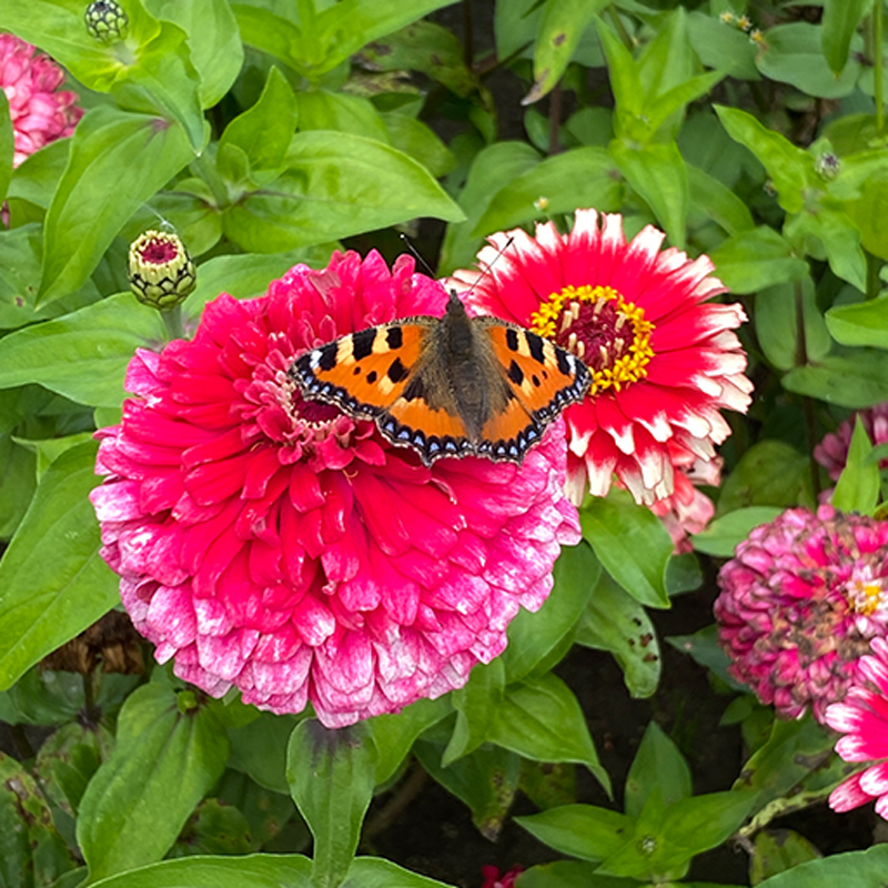 Schmetterling auf einer Blume in der Kleingarten Kolonie Ostende